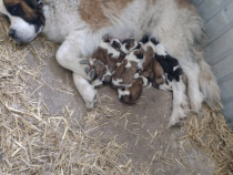 Pui Saint Bernard