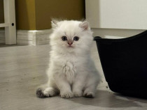 British Shorthair si Longhair