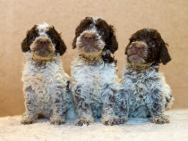 Pui de lagotto romagnolo