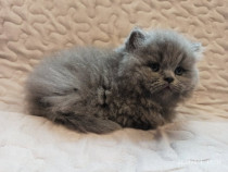 Pui de british longhair diferite culori