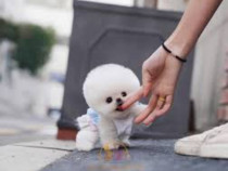 Pomeranian mini boo