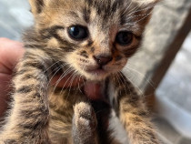 Adoptie motanei simpatici