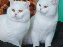 British Shorthair White 1an și 2 luni,masculi nu sunt castrati