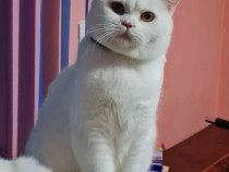 British Shorthair White 1 an și 9 luni,mascul, nu este castrat