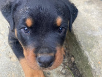 Pui de Rottweiler