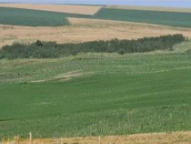 Teren Extravilan Aroneanu, ID: R2577828