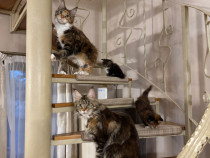 Pisici Maine Coon