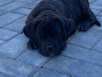 Cane Corso negru