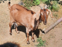 Capre Anglo nubian cu alpin