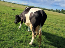 Vaca tanara de vanzare