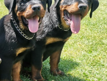 Pui Rottweiler cu pedigree