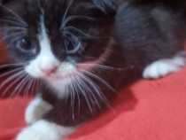 Pisica scottish fold red