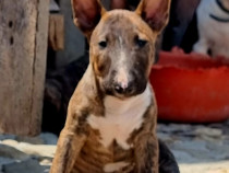 Bull Terrier Miniature