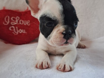 Pui bulldog francez