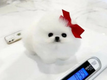 Pomeranian mini toy