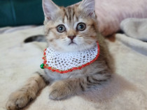Fetiță SFS golden tabby