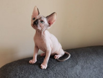 Pui Sphynx Sphinx Sfinx Canadian disponibil