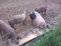 Porci de vanzare