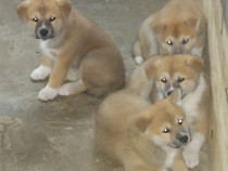 Vând căței Akita Inu