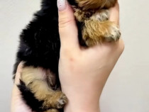 Yorkshire terrier