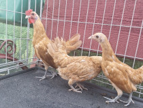 Sebright Chamois