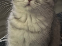 Pusicuță british shorthair