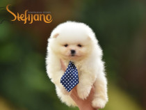 Pomeranian BOO cățeluși