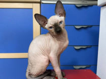 Pui pisica sphinx - mascul
