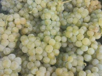 Vand struguri de vin productie 2025