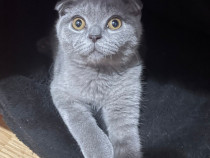 Motanel Scottish fold
