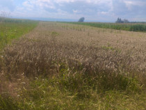 Teren intravilan, 10000mp, zona Maneuti, Radauti