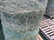 Baloți de calitate lucerna &icirc;n agric. eco/schimb viței