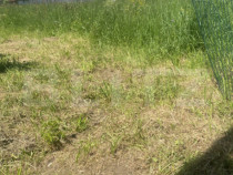 Teren intravilan &icirc;n Vatra Dornei, 1000 mp