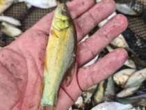 Peste:crap fitofag novac Lin somn amur,amur negru