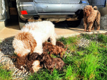 Lagotto Romagnolo