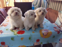 Catei Bichoni Maltez