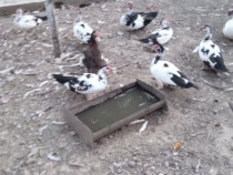 Rațe și rățoi lesesc