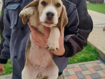 Beagle blue femela in varsta de 3 luni!