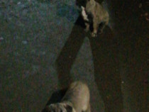 Cățel Kangal cu vaccinuri facute