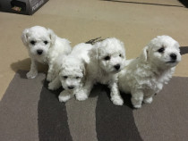 Bichon Frise Rasa Pura