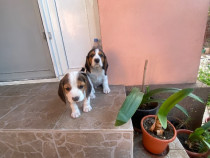 Doi catei masculi rasa beagle