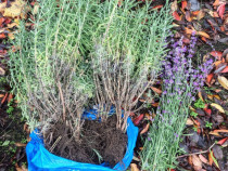 Butași soi Angustifolia