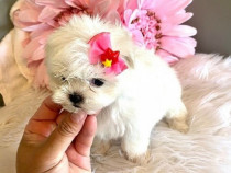 Bichon Maltez pentru tine în acest sezon de Crăciun