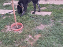 Mascul brac german sarmos