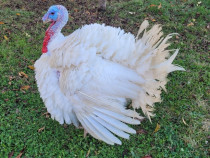 Curcani albi de carne