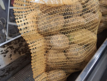 Cartofi de consum calibru mare