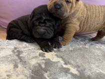Shar pei /sharpei