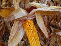 Porumb stiuleti productie 2025