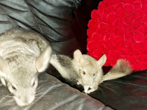 Pui de chinchilla, chinchila, sinsila