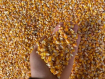 Porumb producție 2025